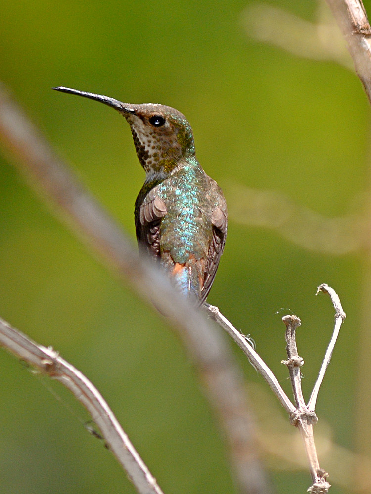Hummer4.jpg
