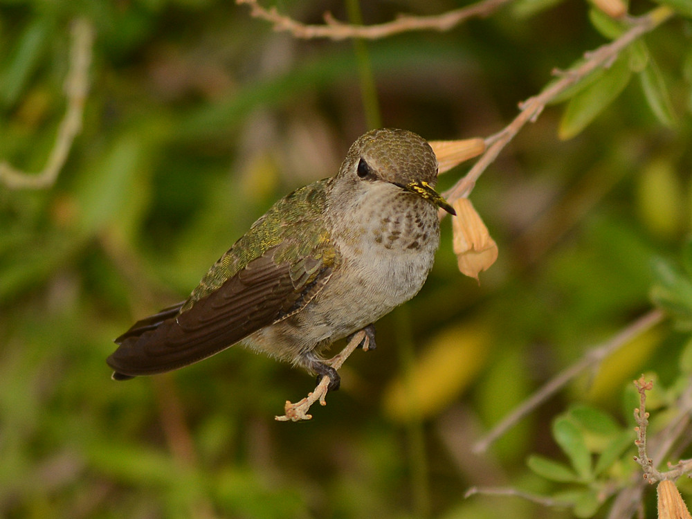 Hummer4.jpg
