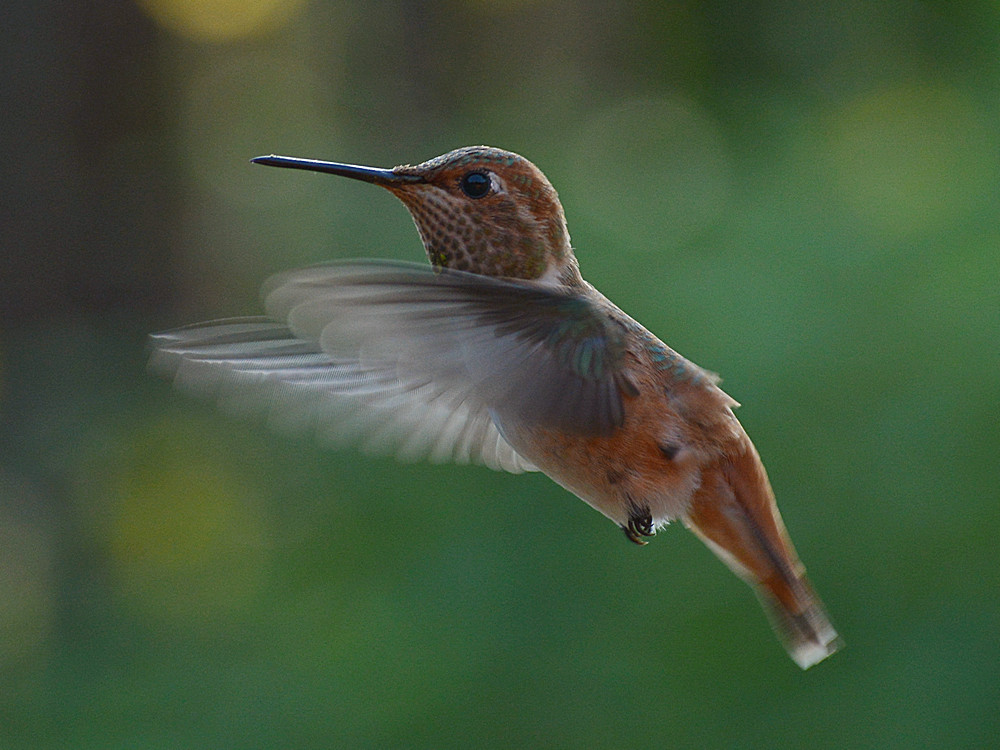Hummer4.jpg