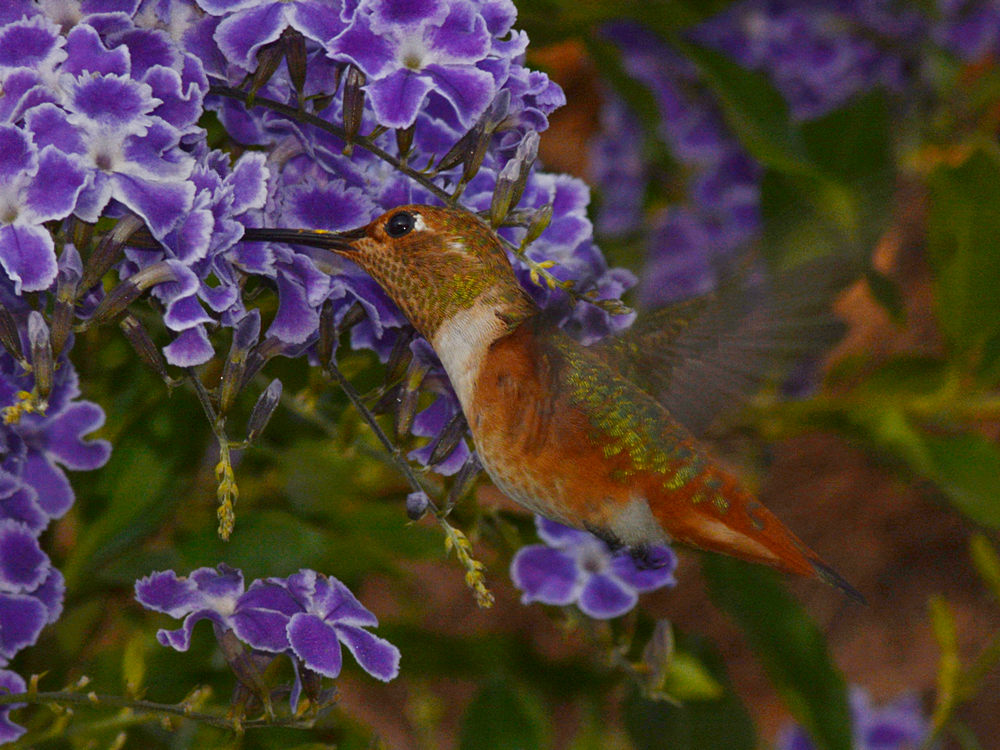 Hummer4.jpg