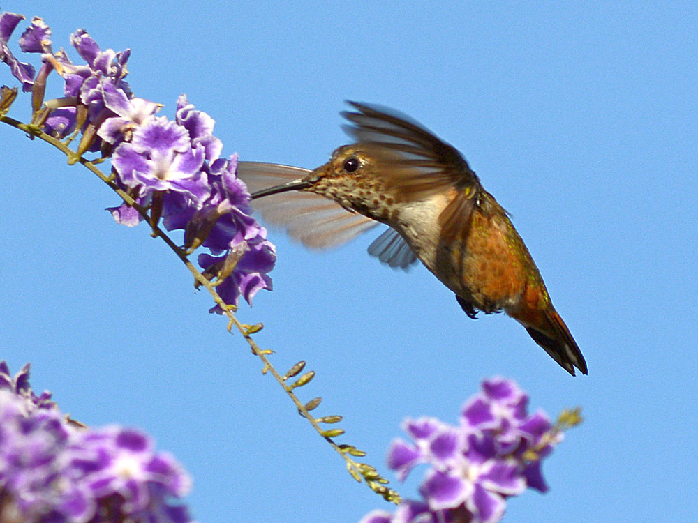 Hummer4.jpg