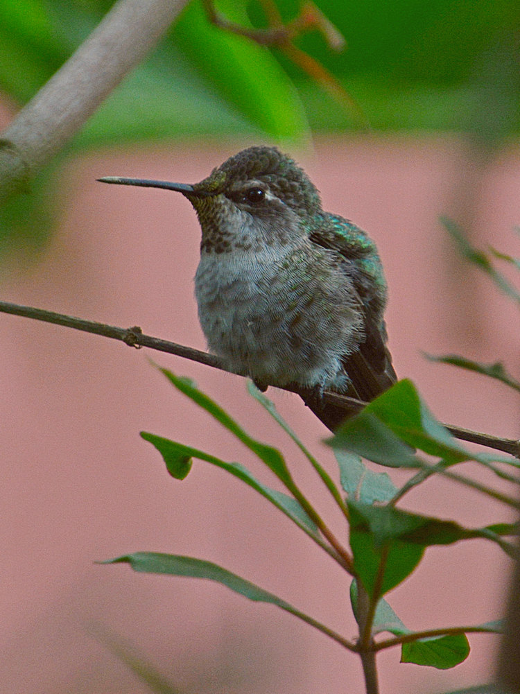 Hummer4.jpg
