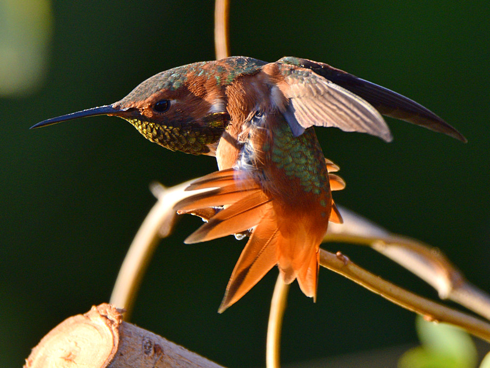 Hummer40.jpg