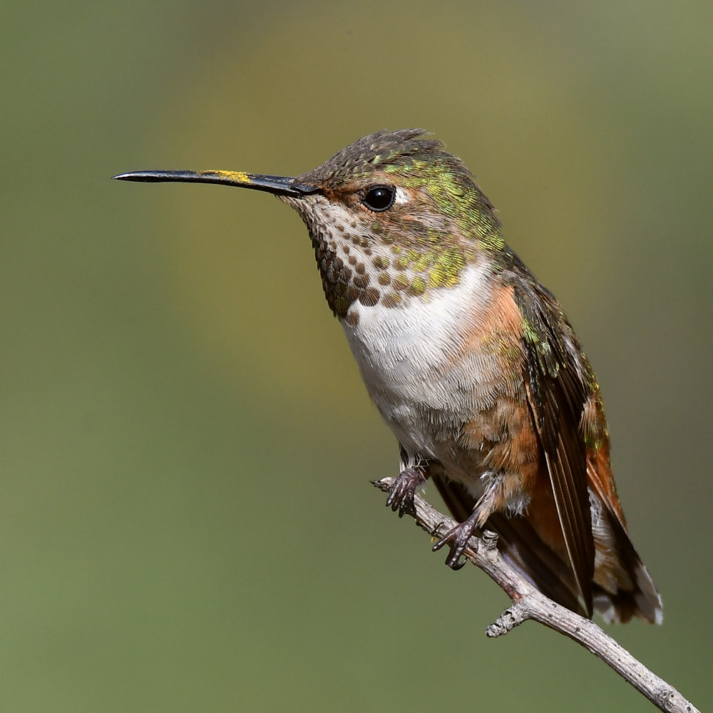 Hummer40.jpg