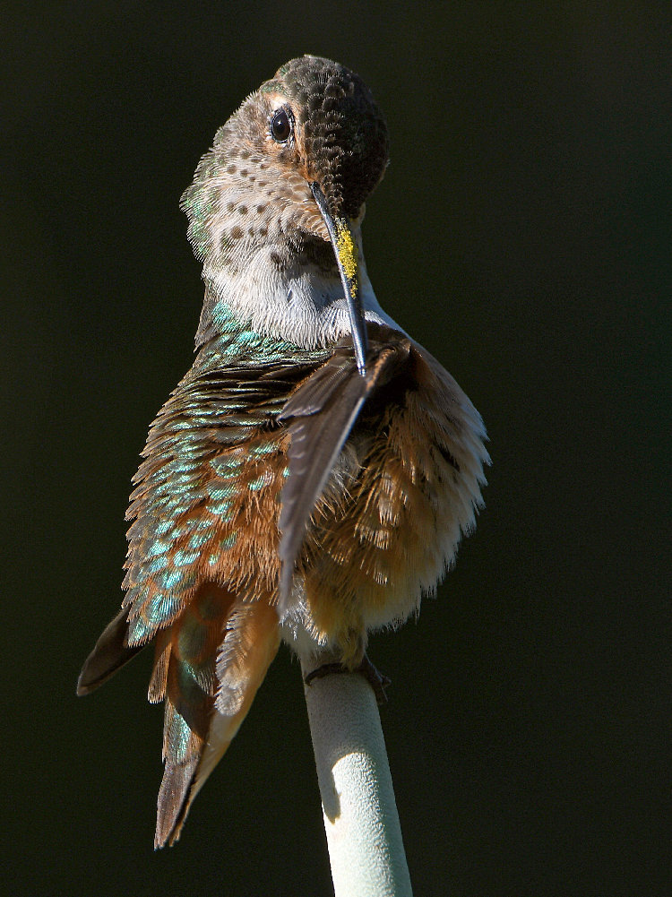 Hummer40.jpg