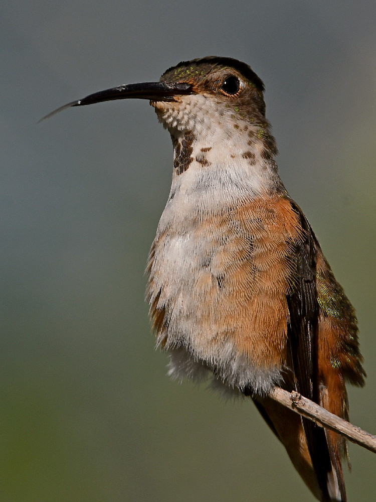 Hummer40.jpg