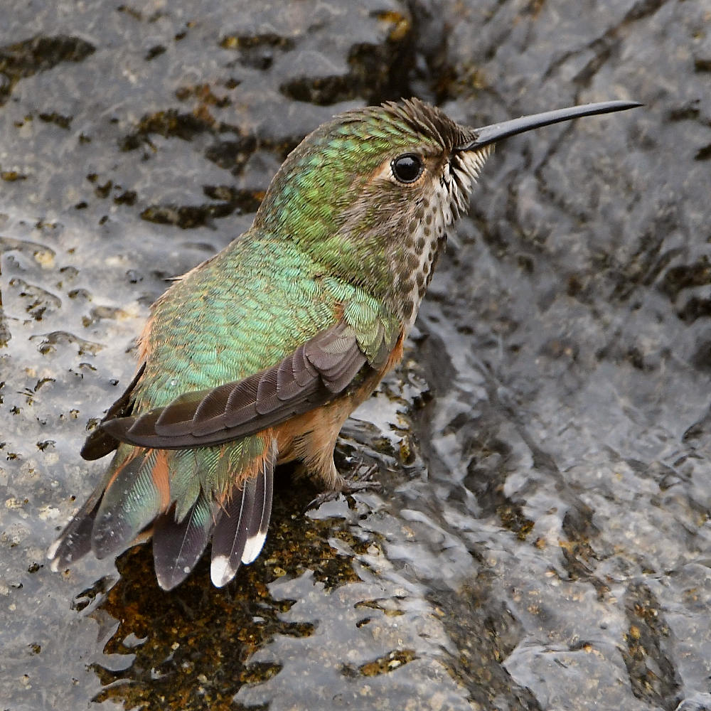 Hummer40.jpg