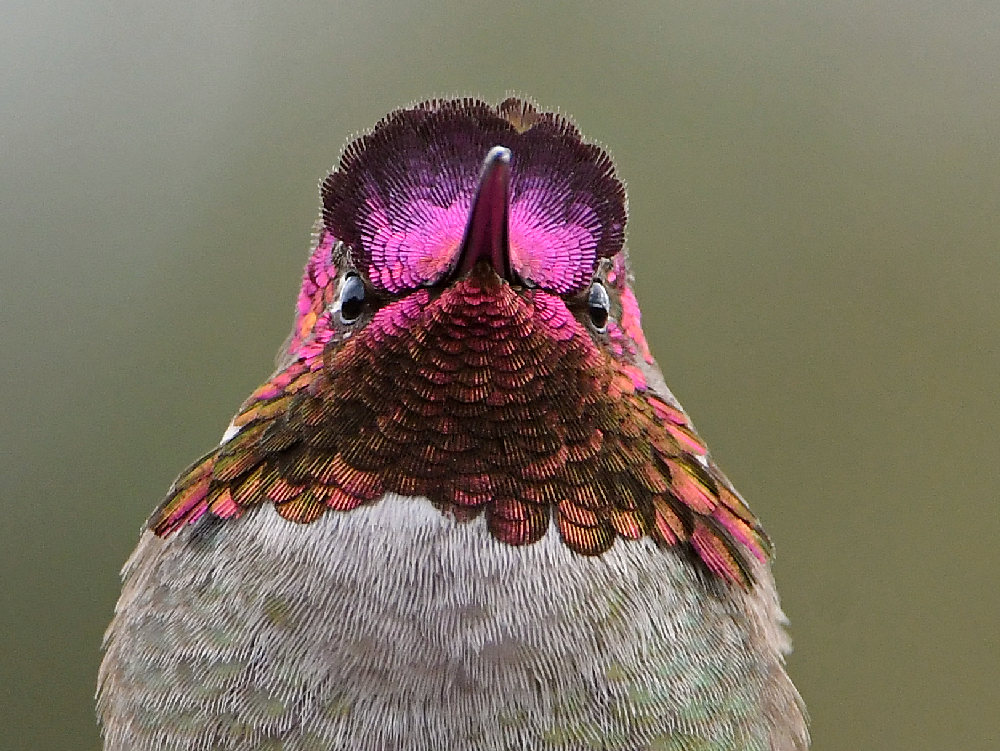 Hummer40.jpg