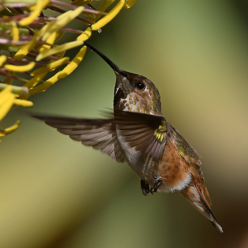 Hummer40.jpg