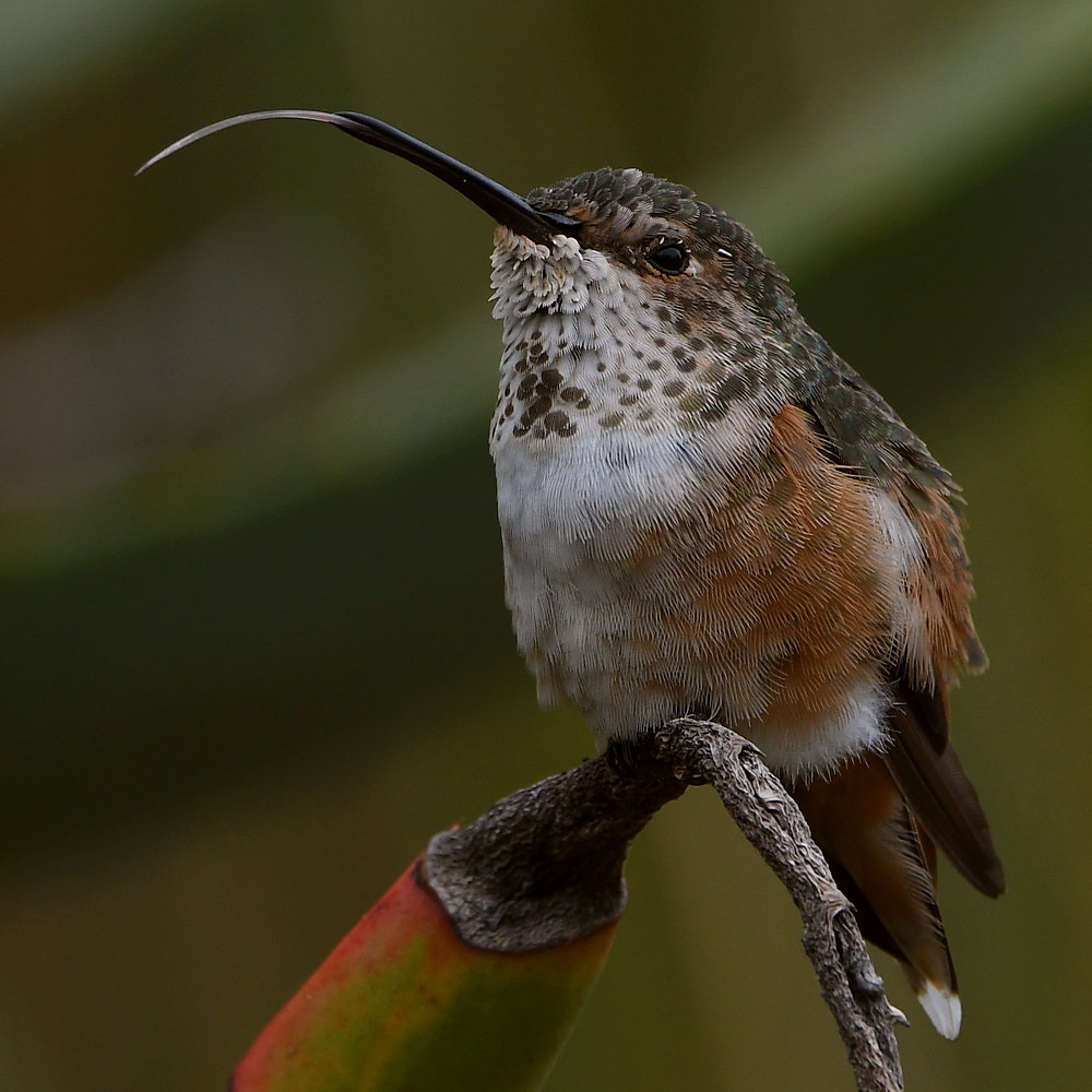 Hummer40.jpg
