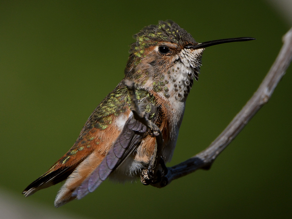 Hummer40.jpg