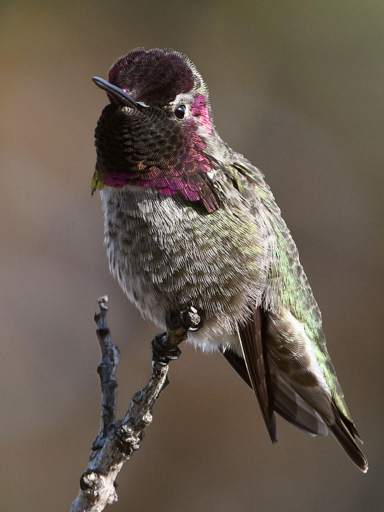 Hummer40.jpg