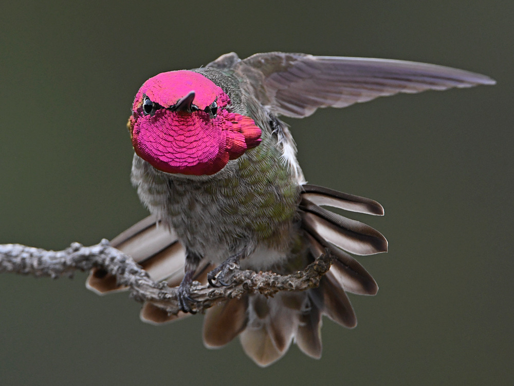 Hummer40.jpg