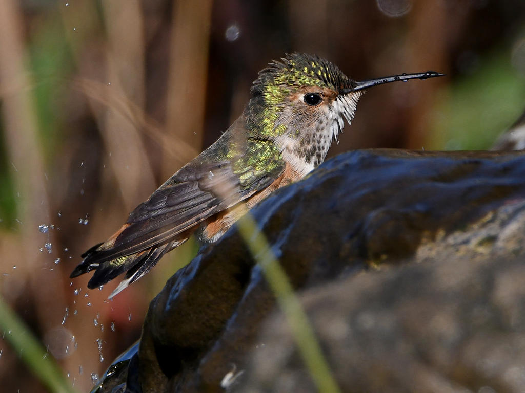 Hummer40.jpg