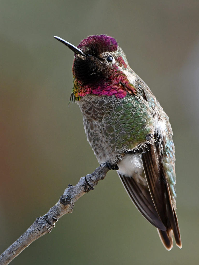 Hummer40.jpg