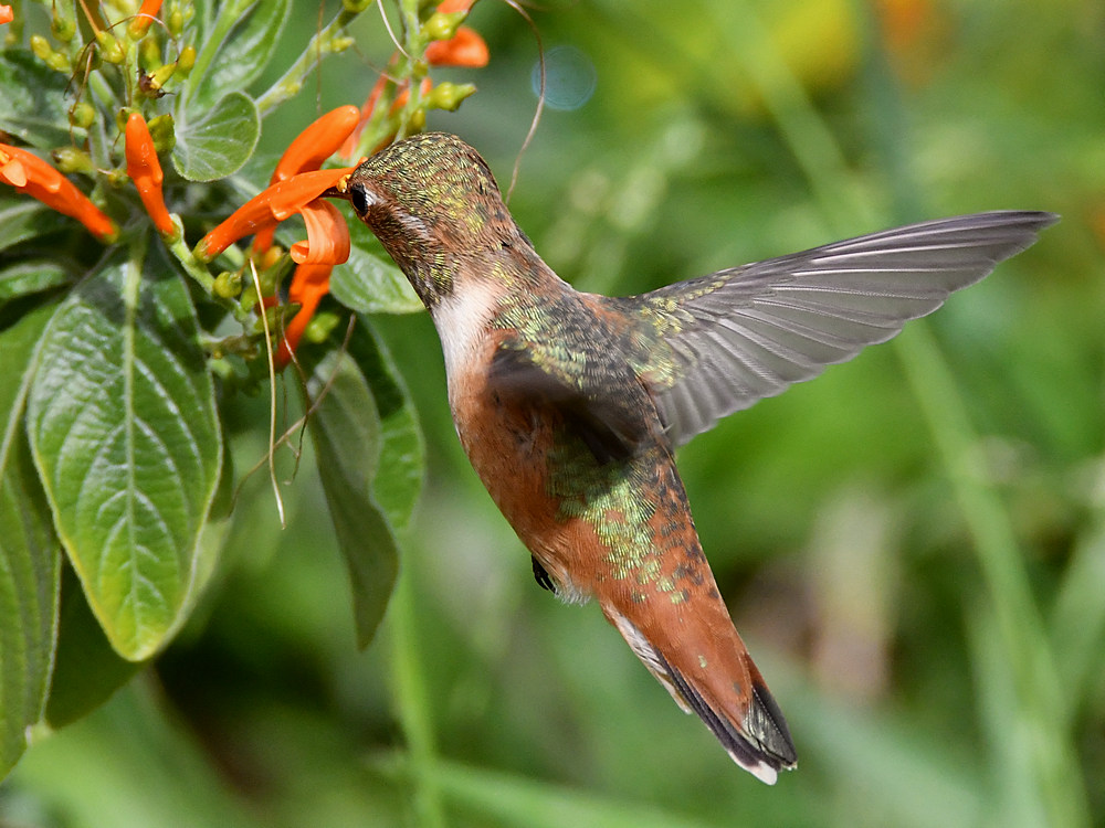 Hummer41.jpg