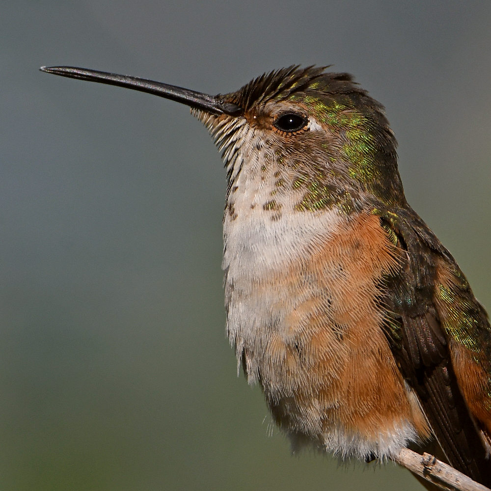 Hummer41.jpg