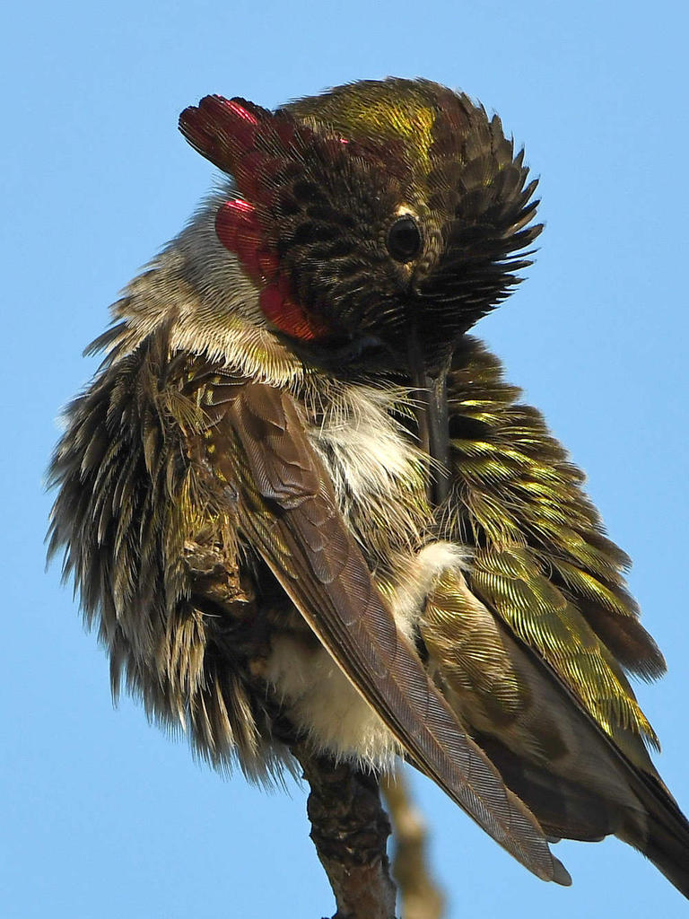 Hummer41.jpg