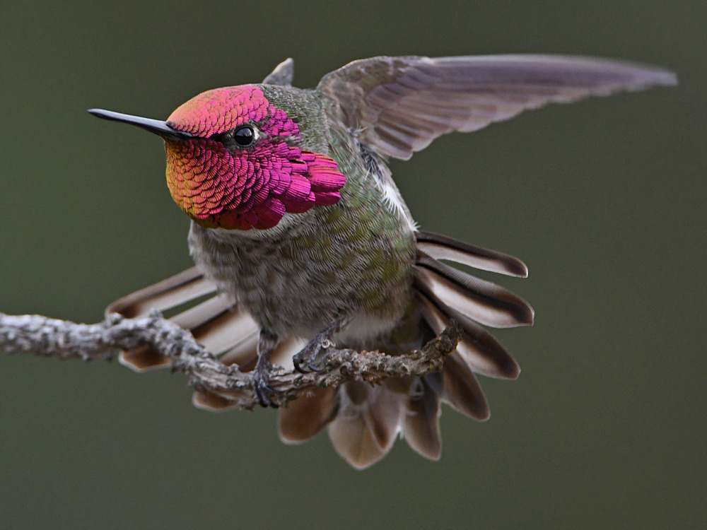 Hummer41.jpg