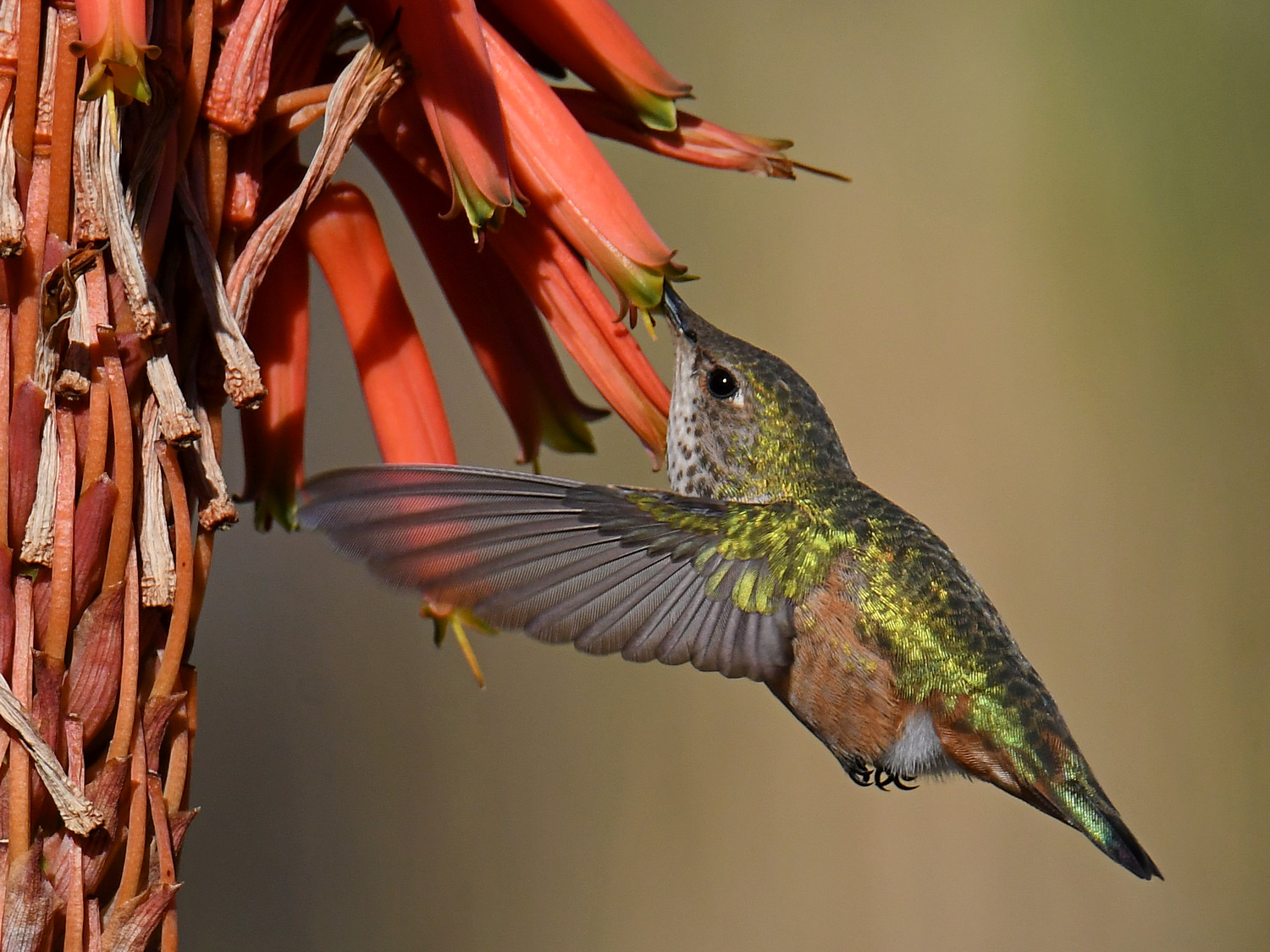 Hummer41.jpg