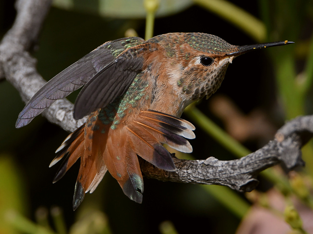Hummer41_2018_04_15.jpg