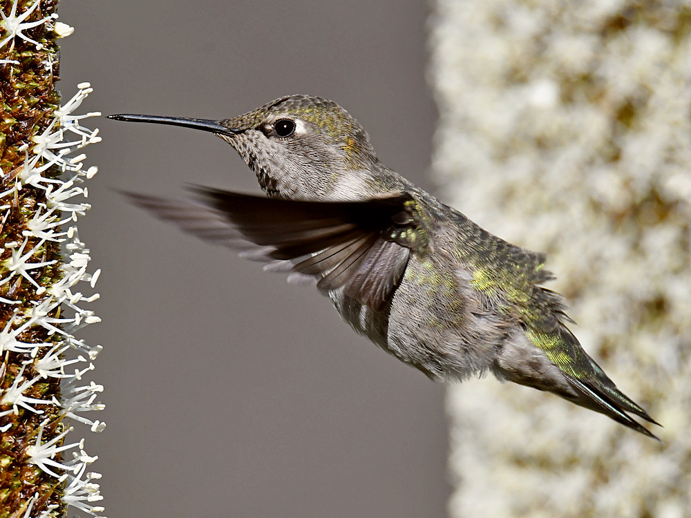 Hummer42.jpg