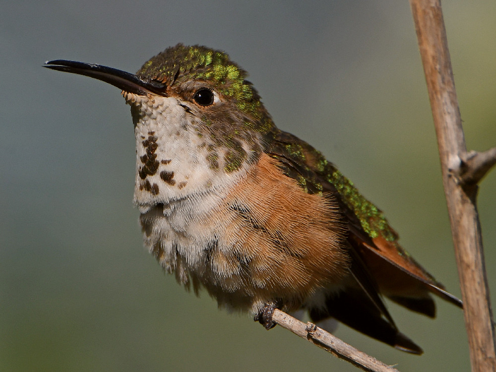 Hummer42.jpg