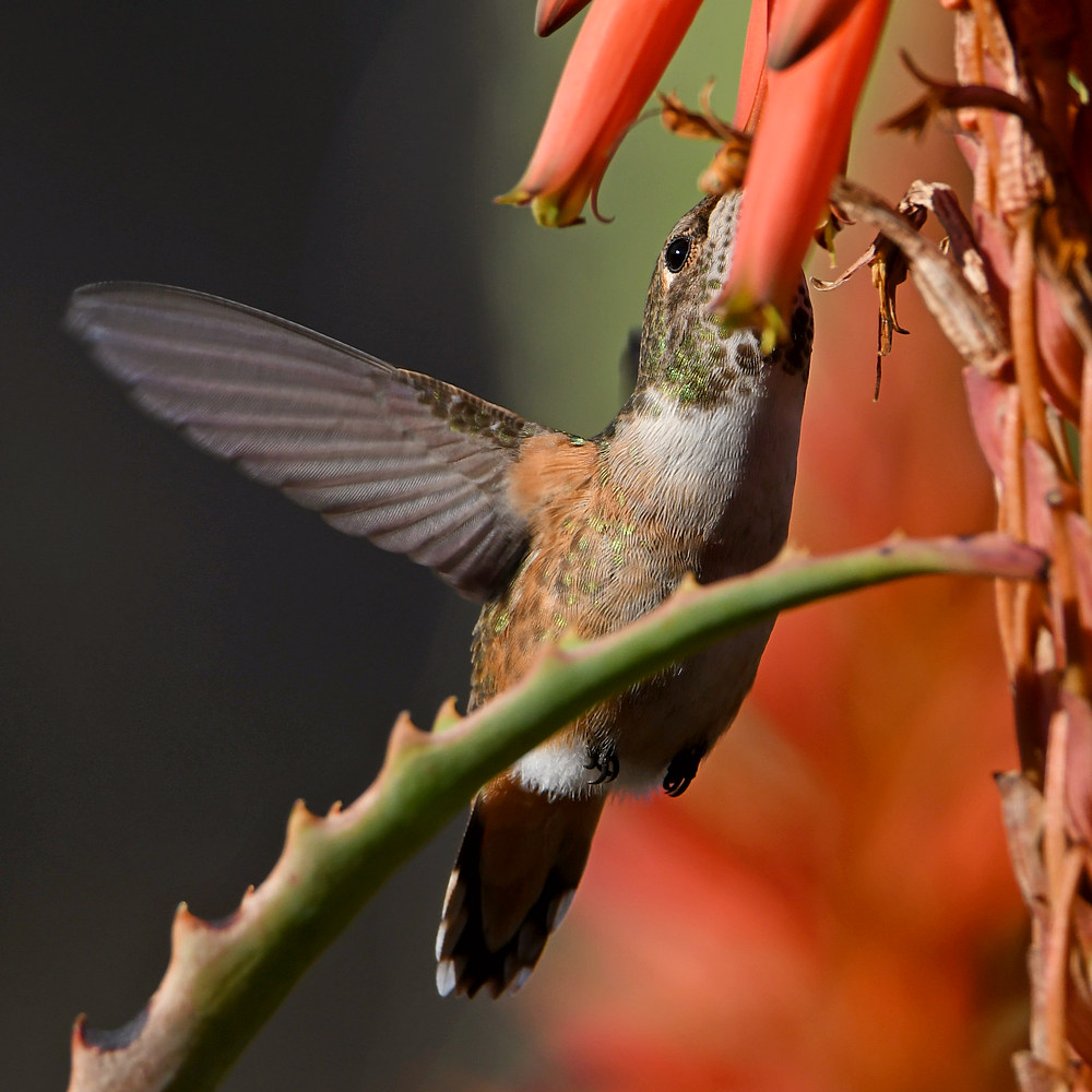Hummer42.jpg