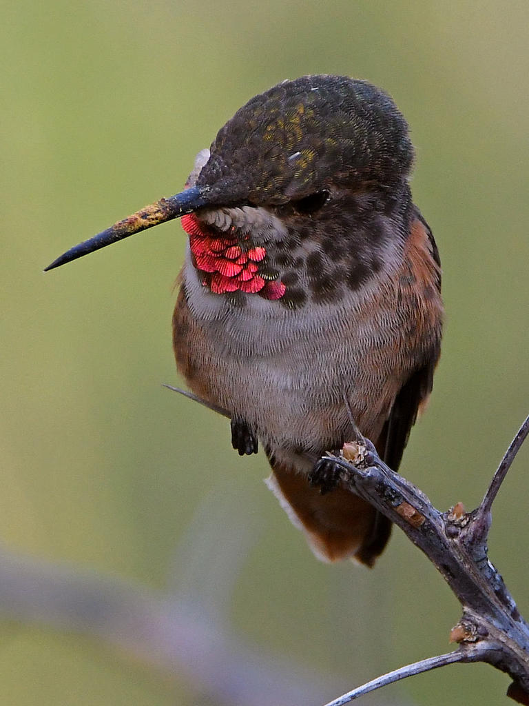 Hummer42.jpg