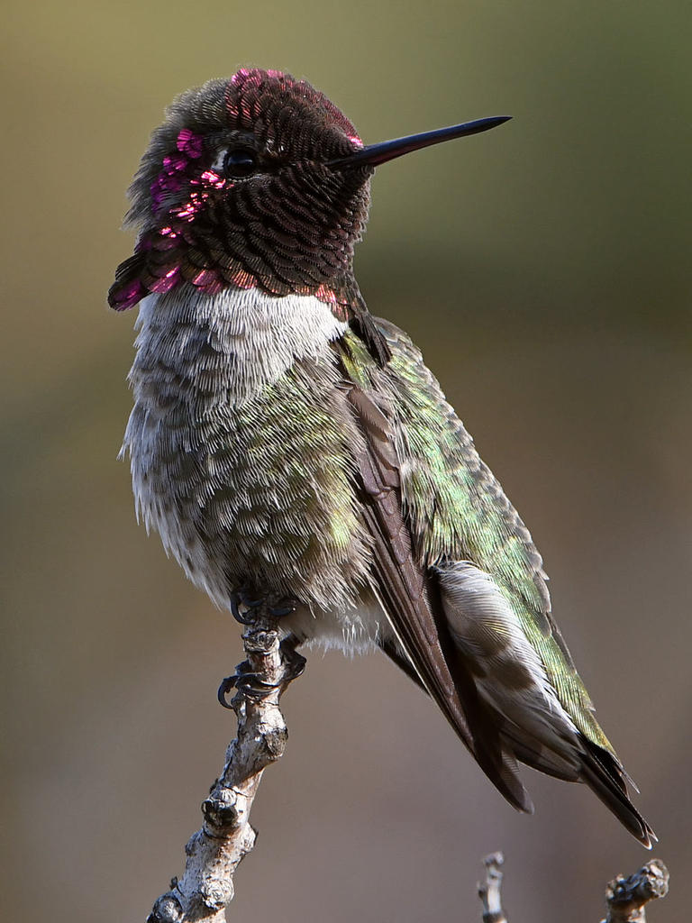 Hummer42.jpg