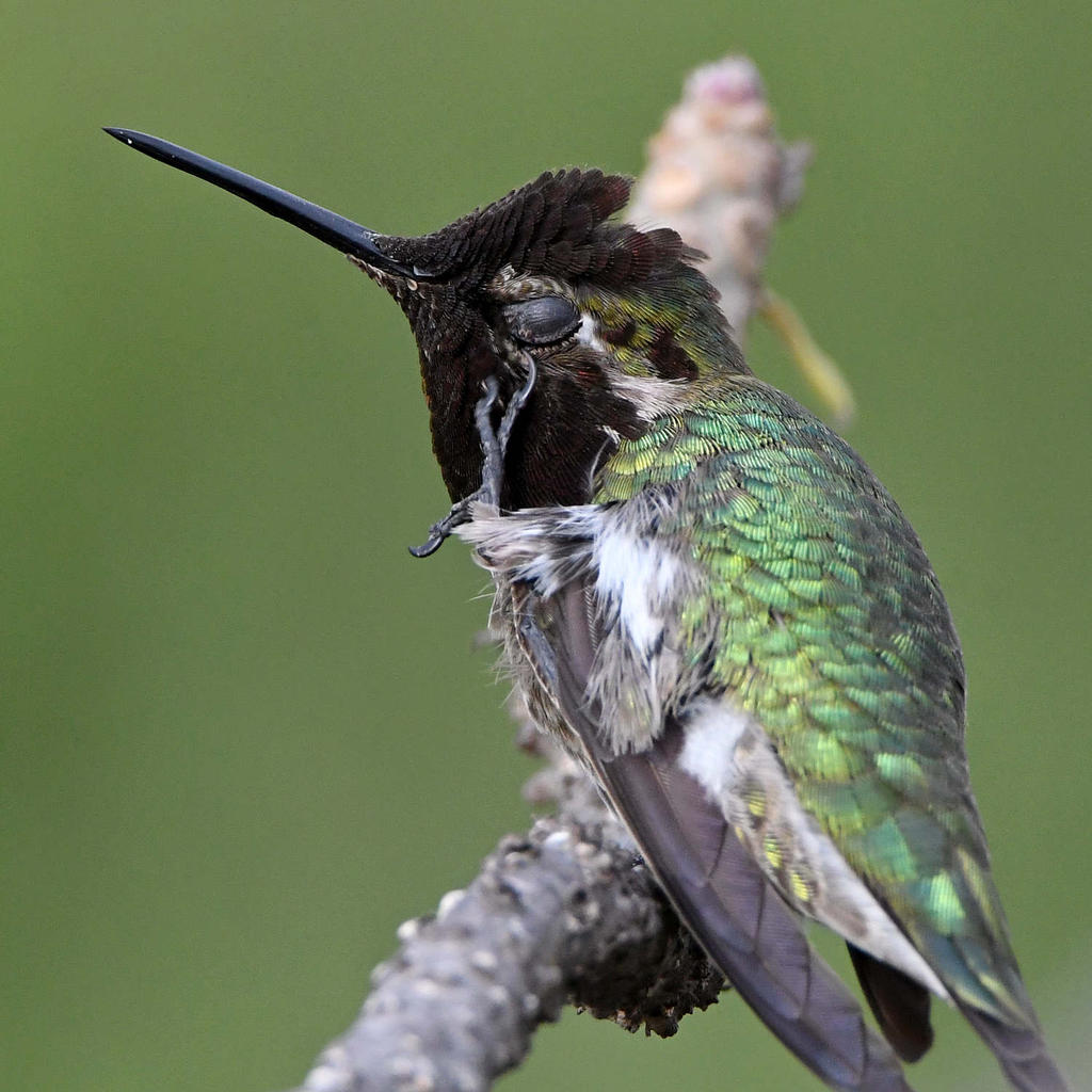 Hummer42.jpg