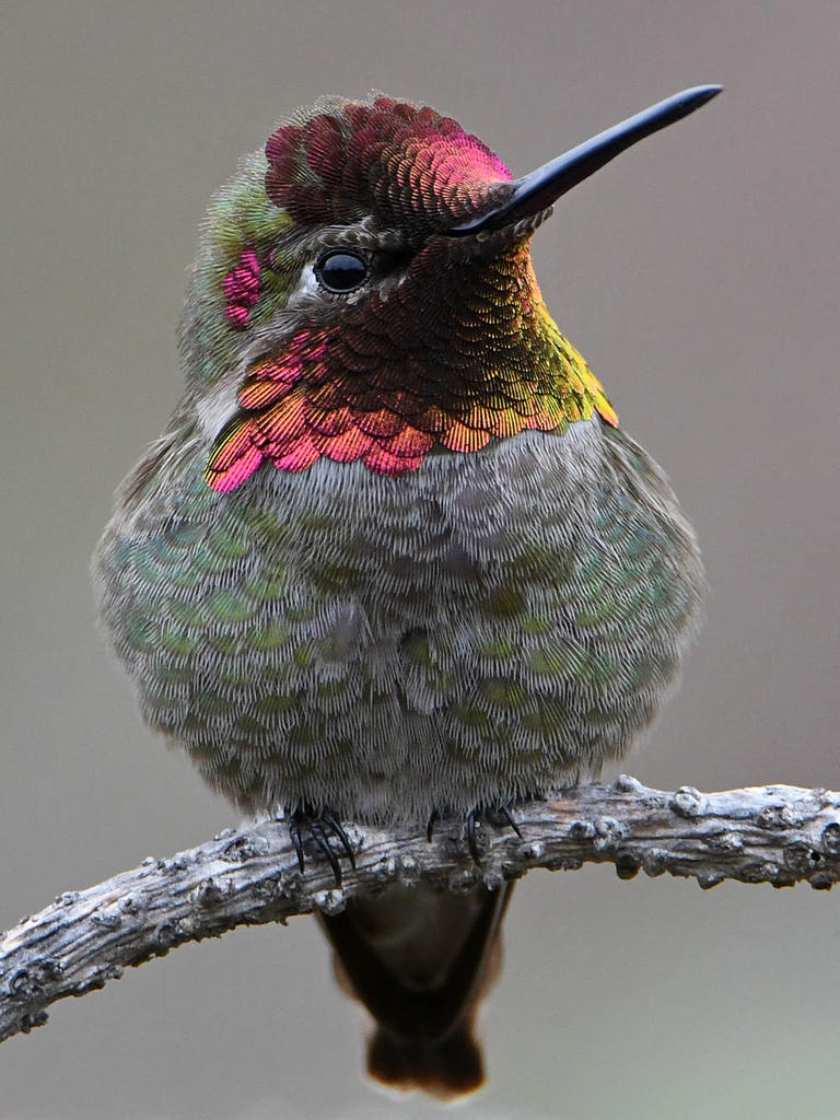 Hummer42.jpg