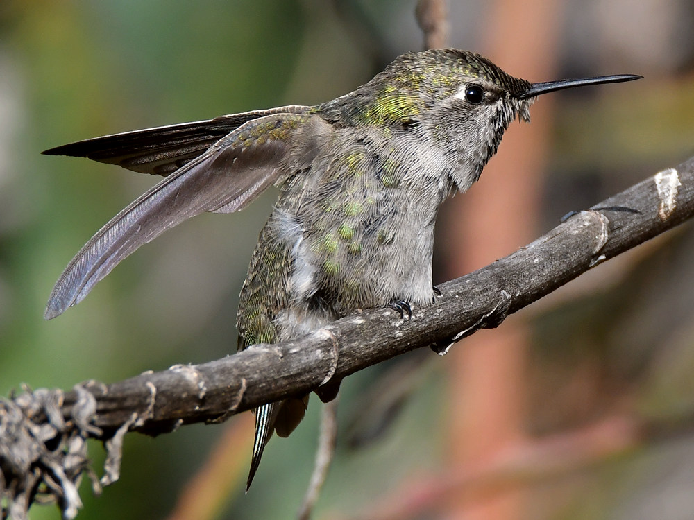 Hummer43.jpg