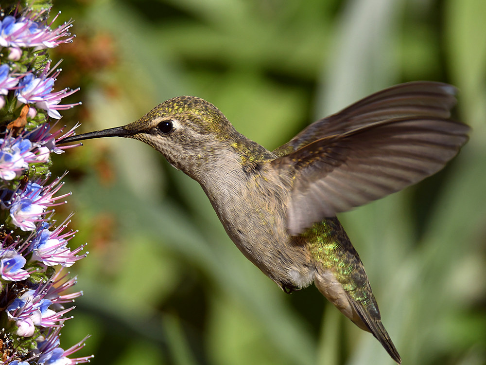 Hummer43.jpg