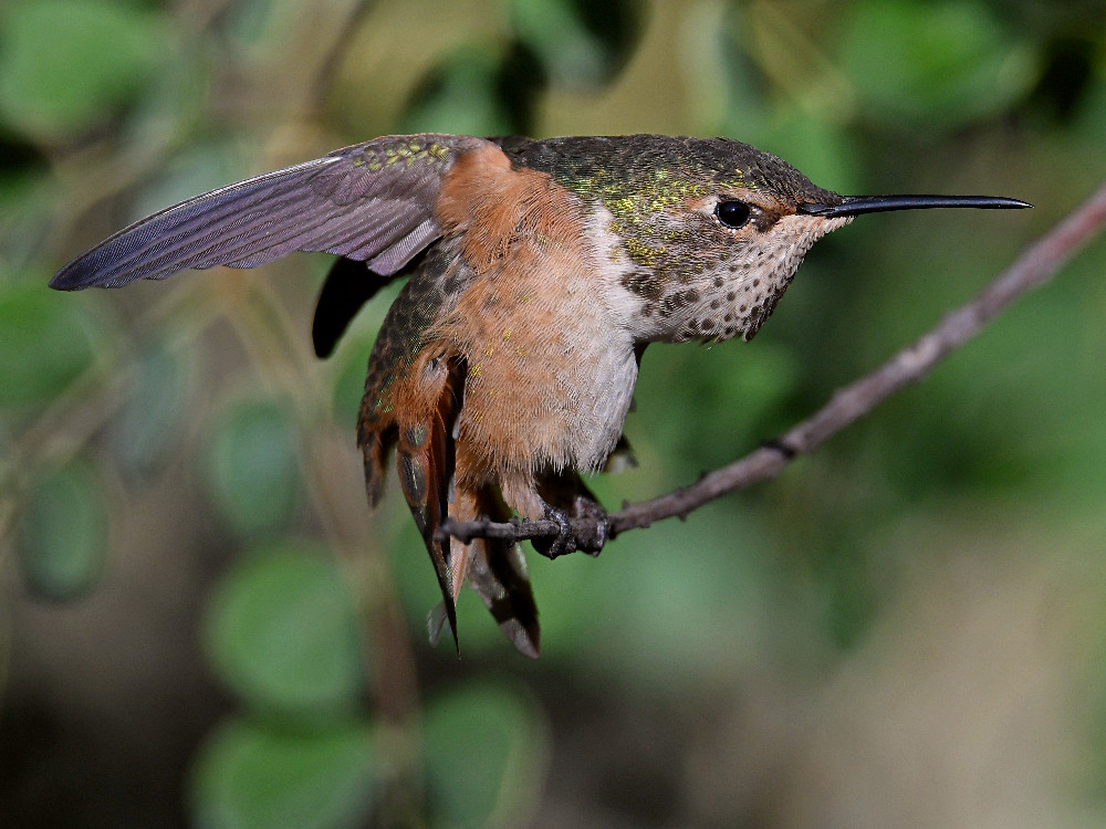 Hummer43.jpg