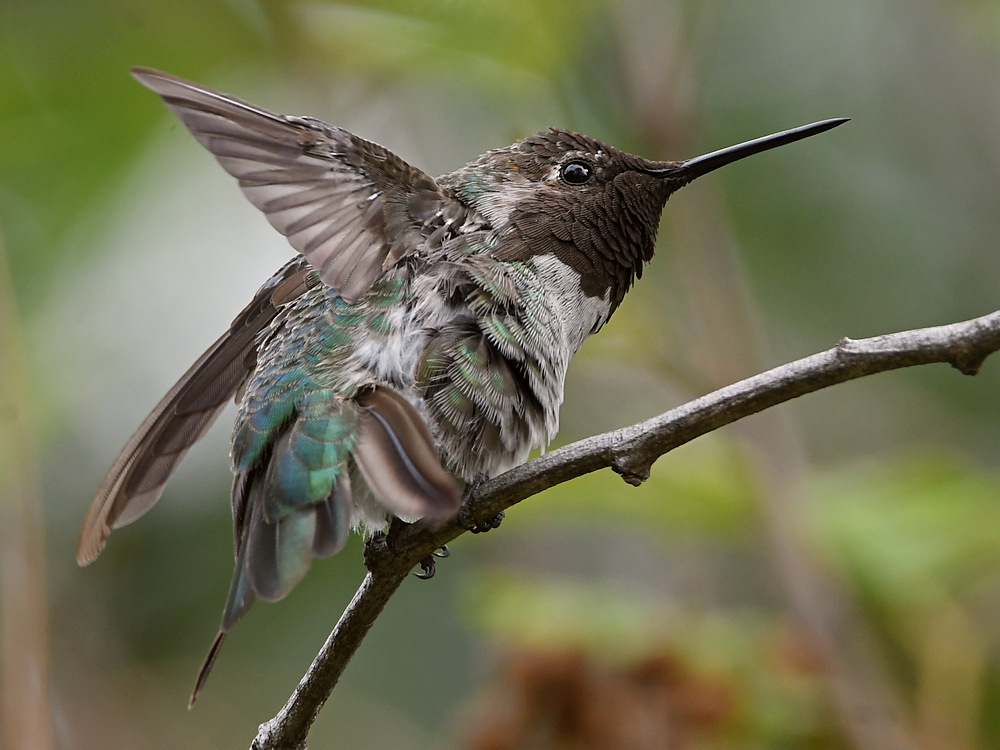 Hummer43.jpg