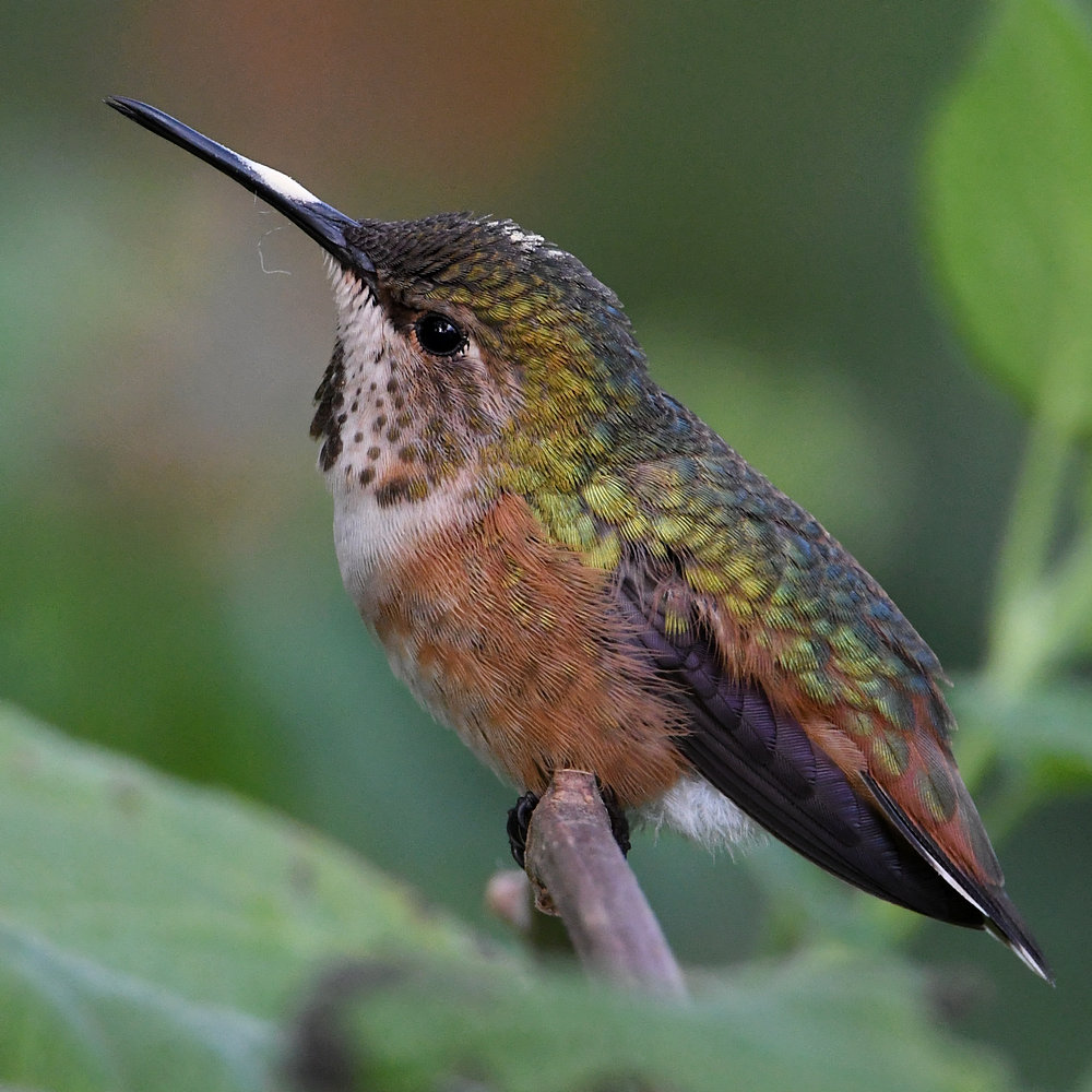 Hummer43.jpg