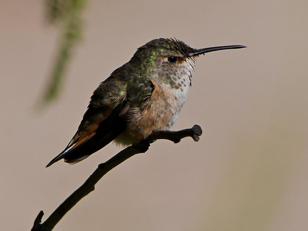 Hummer43.jpg
