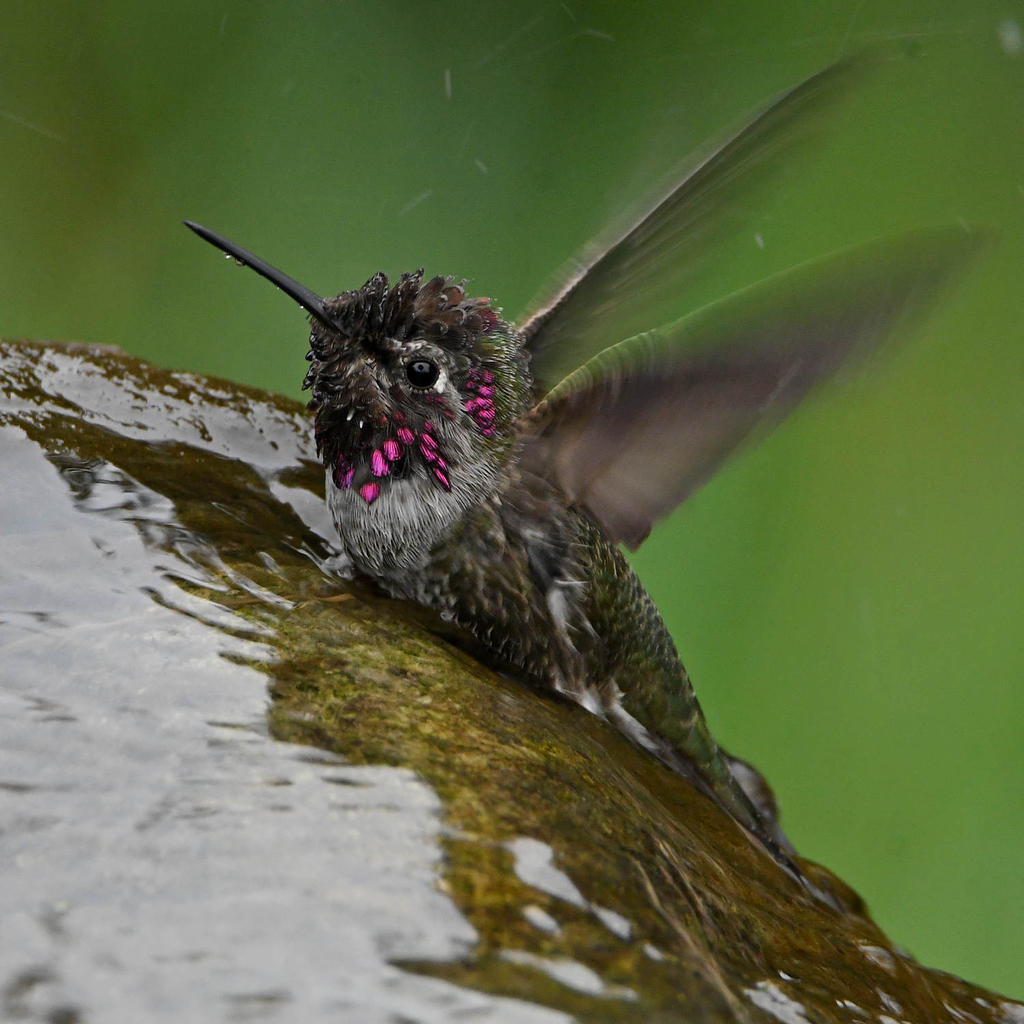 Hummer43.jpg