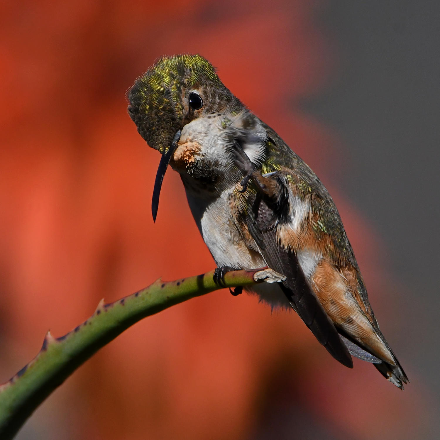 Hummer43.jpg