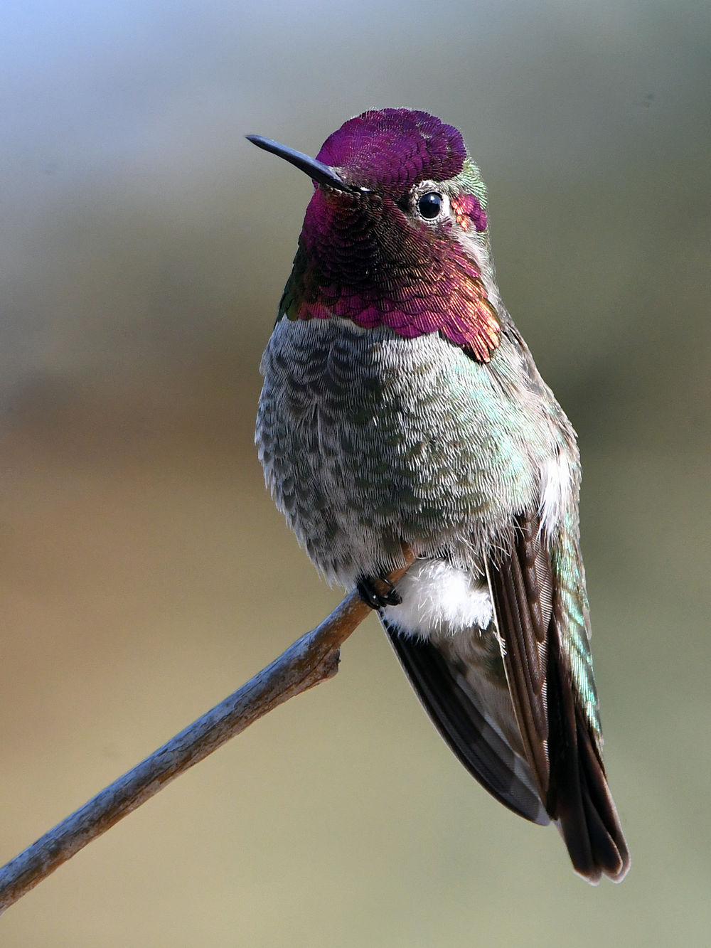 Hummer43.jpg