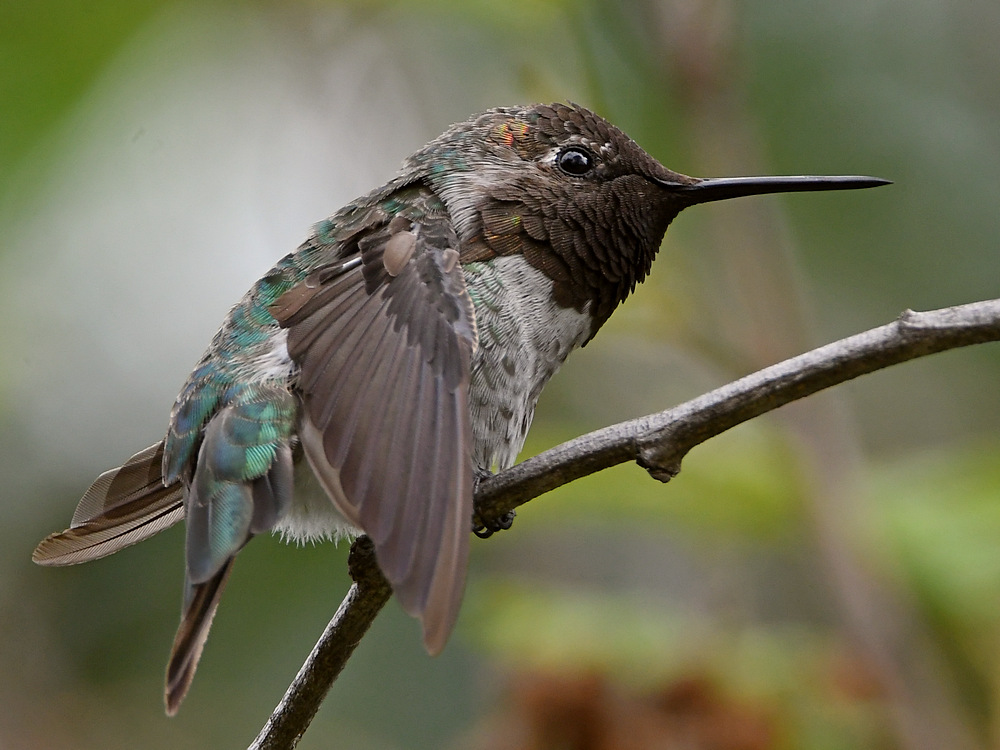 Hummer44.jpg