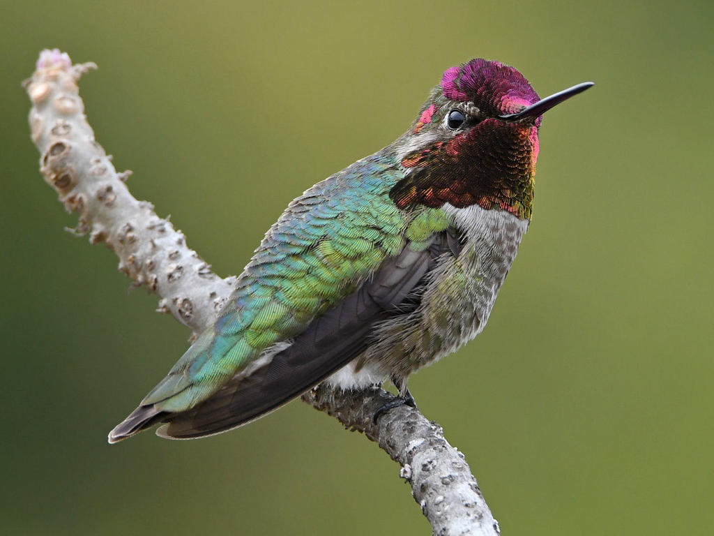 Hummer44.jpg