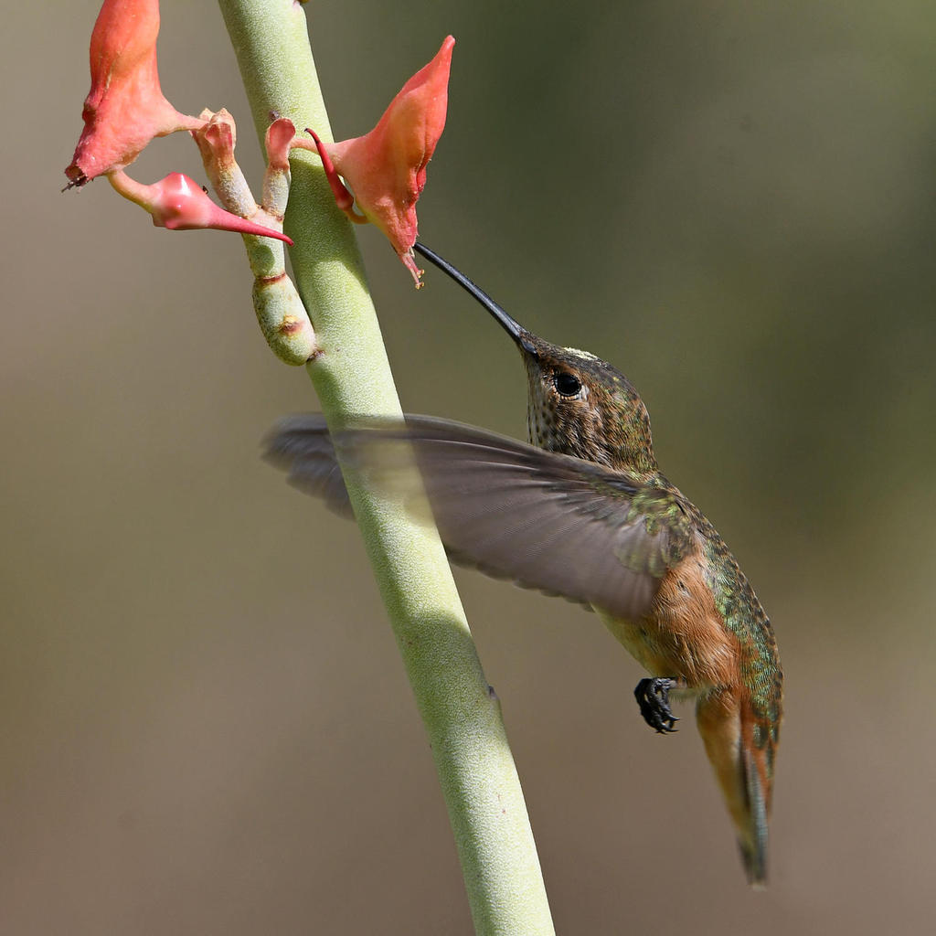 Hummer44.jpg
