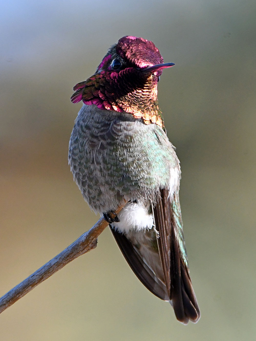 Hummer44.jpg