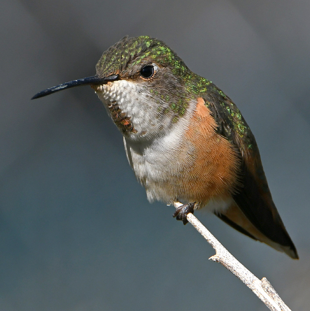 Hummer45.jpg