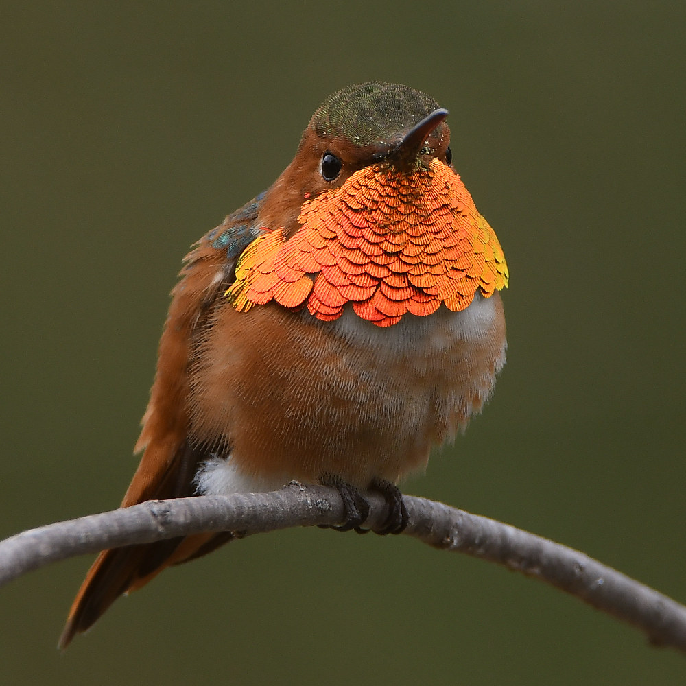 Hummer45.jpg