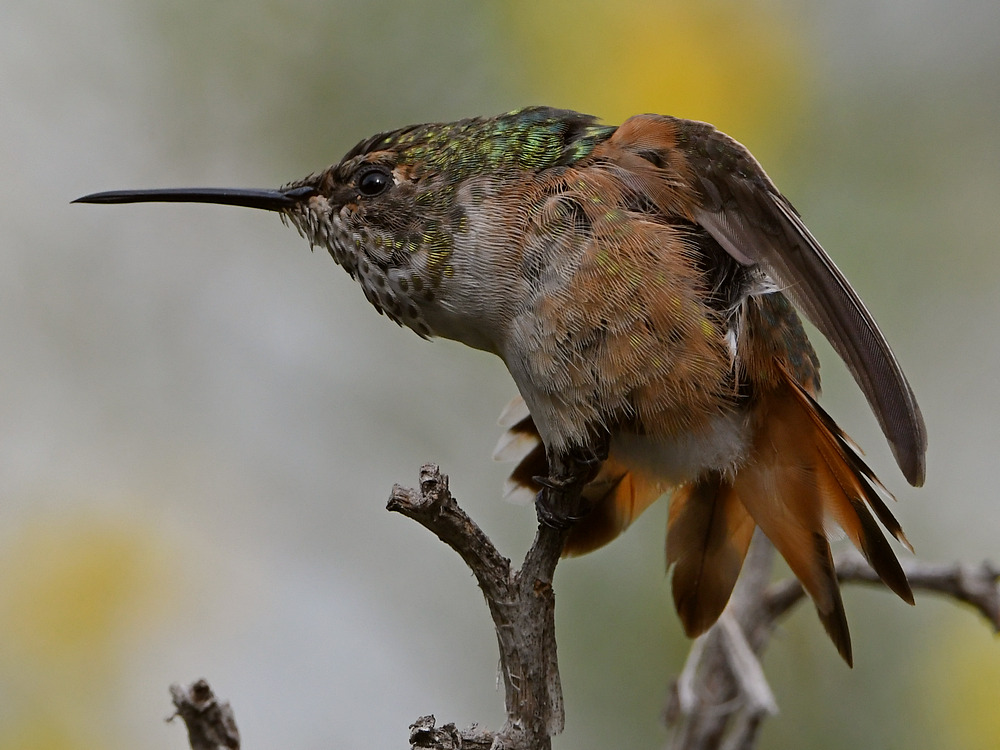 Hummer45.jpg