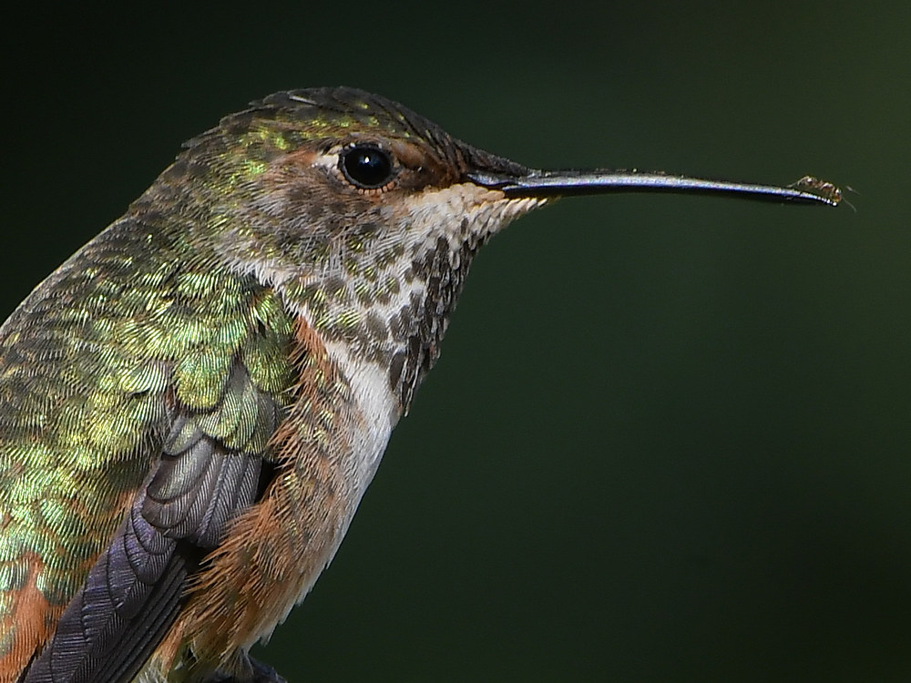 Hummer45.jpg