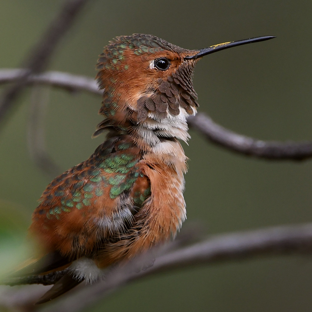 Hummer45.jpg